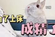 兔兔娱乐吃瓜,揭秘娱乐圈吃瓜背后的真相与趣味